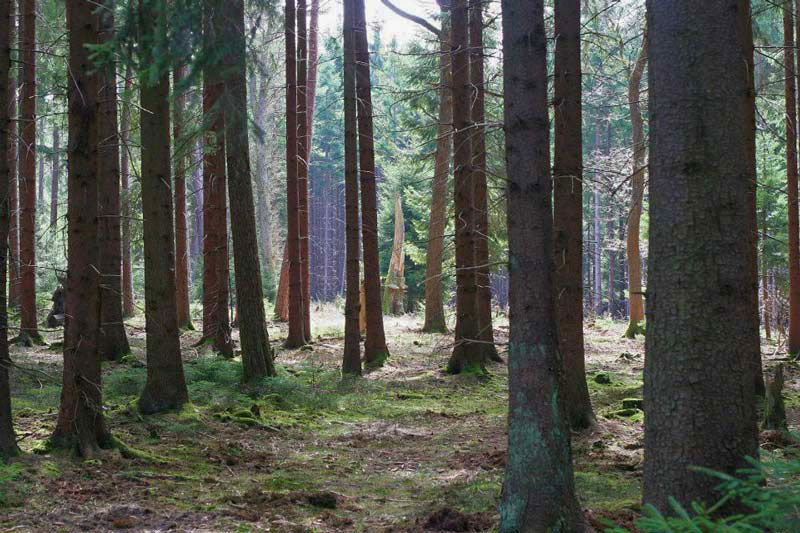 Wald