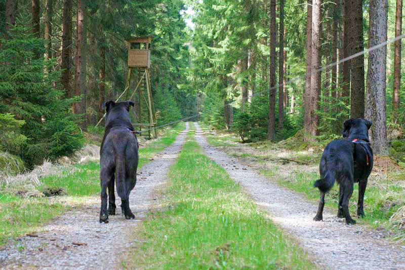 Hunde im Wald